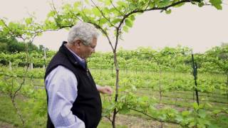 Between The Vines Marquette Grapes Trellis System [upl. by Darrey874]