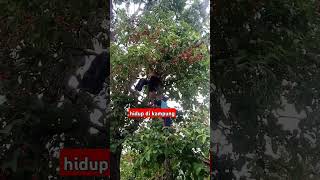 panen jambu air [upl. by Tongue]