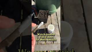 How to Take Fig Cuttings gardening garden learning shorts [upl. by Eisnyl]