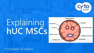 Human Umbilical Cord Mesenchymal Stem Cells hUC MSCs explained  CytoSMART Academy [upl. by Zhang164]