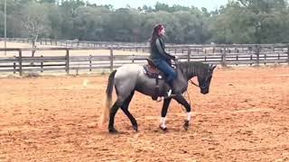 Western Dressage Freestyle Introductory level [upl. by Avehstab]