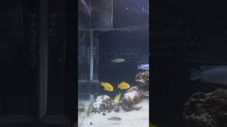 New Setup For My Cichlid🥹aquabeast aquarium twolessfishinthesea onefishtwofishredfishbluefish [upl. by Olemrac]