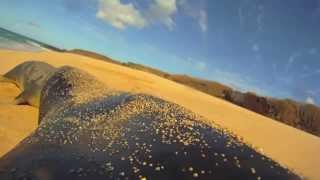 Hawaiian monk seal National Geographic crittercam footage [upl. by Etennaej]