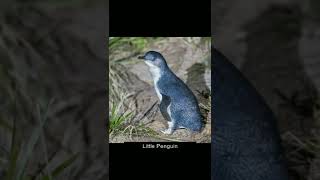 Types of Penguins With Pictures JenisJenis Penguin [upl. by Elton909]