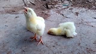 ASPERGILLOSIS in Birds Brooder Pneumonia Poultry Chicks courtesy  fieldvet [upl. by Kane]