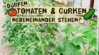 Stimmt das Darf man Tomaten und Gurken nicht zusammen pflanzen Warum da es doch machen kannst [upl. by Eelorac]