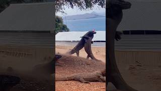 Komodo dragons are fighting again😱komodo wildlife [upl. by At]