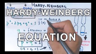 HardyWeinberg Equation  Detailed [upl. by Puto633]