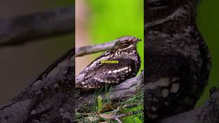 Why Is The Great Eared Nightjar The COOLEST Animal Ever [upl. by Audy]