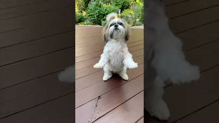 Treat Emergency 🍖 Dog Sits Up for Reward 🤣 shorts shihtzu youtubehighfive [upl. by Perdita]