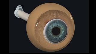 quotDive Into Eye Anatomy Explore Your Vision in 3Dquot [upl. by Ayotaj388]