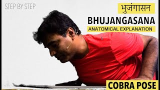 Cobra Pose  How to do Bhujangasana  Step by Step  Anatomical Explanation  Cobra Series  Part 5 [upl. by Ttehc]