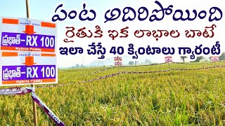 RX 100 paddy seeds  rx100 paddy seeds telugu  best hybrid seed veriety [upl. by Navoj]