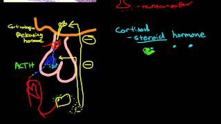 Physiology of the Adrenal Gland [upl. by Niarda]