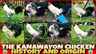 THE KANAWAYON CHICKEN HISTORY AND ORIGIN [upl. by Yuzik]