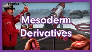 Mesoderm Derivatives MCAT Mnemonic Preview [upl. by Arfihs183]