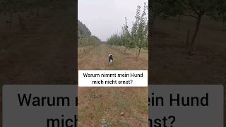 Warum nimmt mein Hund mich nicht ernst [upl. by Nosdrahcir]