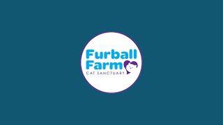 Furball Farm Cat Sanctuary is live [upl. by Vasiliki]