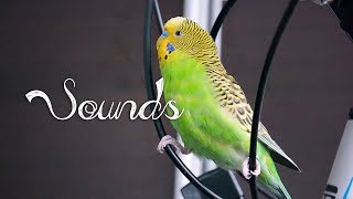 Most Beautiful Budgie songs Ever Budgies singing and chirping [upl. by Imeka683]