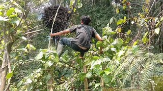 ternyata si penguasa langit bersarang di pohon ini SARANG BURUNG ELANG HITAM [upl. by Pollerd]