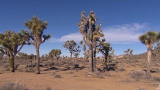 On The Trail Joshua Tree [upl. by Theola]