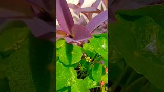 The Wild World of Plant Beauty Trends shorts viral viralvideo trendingshorts garden plants [upl. by Alacim732]