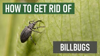 How To Get Rid of Billbugs in Your Lawn 4 Easy Steps [upl. by Pier]