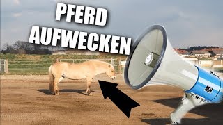 PFERD AUFWECKEN [upl. by Einej]