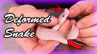 Hatching Snakes with Issues [upl. by Chenay853]