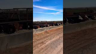 Shredding hay with a 4020 JohnDeere Ranching FarmLife ￼ [upl. by Neyrb]