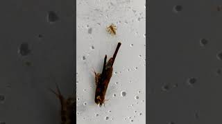 Two Stonefly Nymphs and a Caddisfly Larva [upl. by Ecurb]