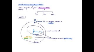 Brandls Basics Pattern recognition receptors TLRs NLRs and RLRs [upl. by Rodman]