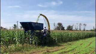 NEW HOLLAND 9010  NEW HOLLAND 6010  JF 1600 AT  JF 1000 AT  CORN HARVESTING  MAIZE HARVESTER [upl. by Ahtabbat357]