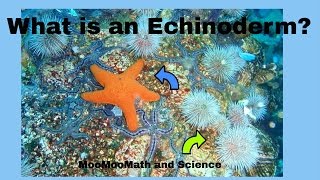 Echinoderm Facts [upl. by Houlberg221]