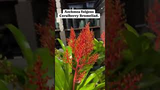 Coralberry  Aechmea fulgens plants flowers garden nature fyp [upl. by Sidoney]