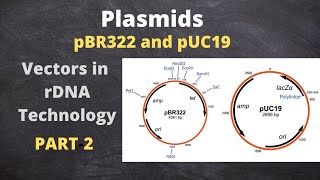 Vectors Based on Plasmid DNA pBR 322 and pUC19  Part2 [upl. by Reinert]