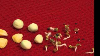 Seed germination timelapse  Maize peas and salad [upl. by Patterman]