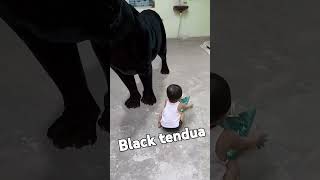 cute baby with black tendua shorts shortsfeed youtubeshorts [upl. by Neiluj]