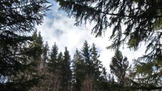 Strong Wind Blowing Through Spruce Forest 1 Hour  Wind Sound Relaxation [upl. by Konyn584]