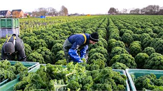 How Farmer Harvesting Tons of Fennel Red Cabbage Green Onion Broccoli  Modern Vegetable Farming [upl. by Parthen]