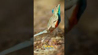 This Lizard’s Crazy Escape Technique 🦎 lizards reptiles [upl. by Ecertap912]