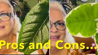 10 ALOCASIA COLLECTION plus pros and cons 🪴🙋🏼‍♀️ Care tips that should help with yours S1E22 [upl. by Carmelita312]