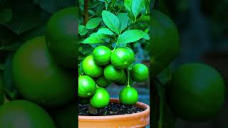 How to Grow Lemon Tree Great ideas of Propagation Lemon Tree using a Green Coconut Bangla Tutorial [upl. by Berenice61]