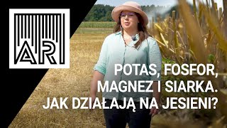 Potas fosfor magnez i siarka Jak działają na jesieni  AR 125 [upl. by Mirisola]