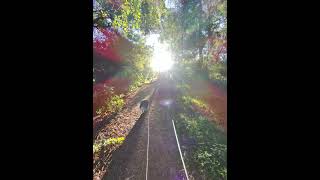 Blue amp Red Merle Border Collies in Action in Australia BorderCollie MerleCollie DogLovers [upl. by Anirdua]