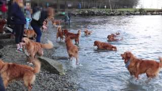 Dozens of Nova Scotia Duck Tollers in 1 place [upl. by Sullecram]