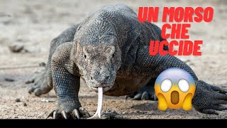 Chi ha Paura del Drago di Komodo Spoiler Tutti [upl. by Manard]