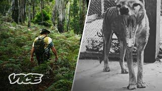 Did This Man Find The Extinct Tasmanian Tiger [upl. by Maharva325]