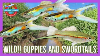 Wild Guppies and Swordtails [upl. by Roselle]