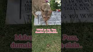 Cemetery Cat [upl. by Lunn]